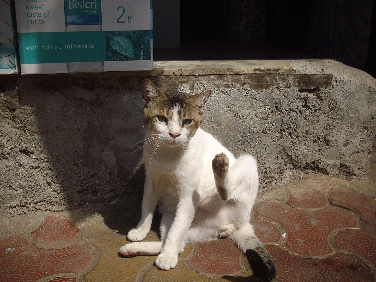 A cat sitting on a half reupholstered sofa beside a staple gun and rolls of fabric