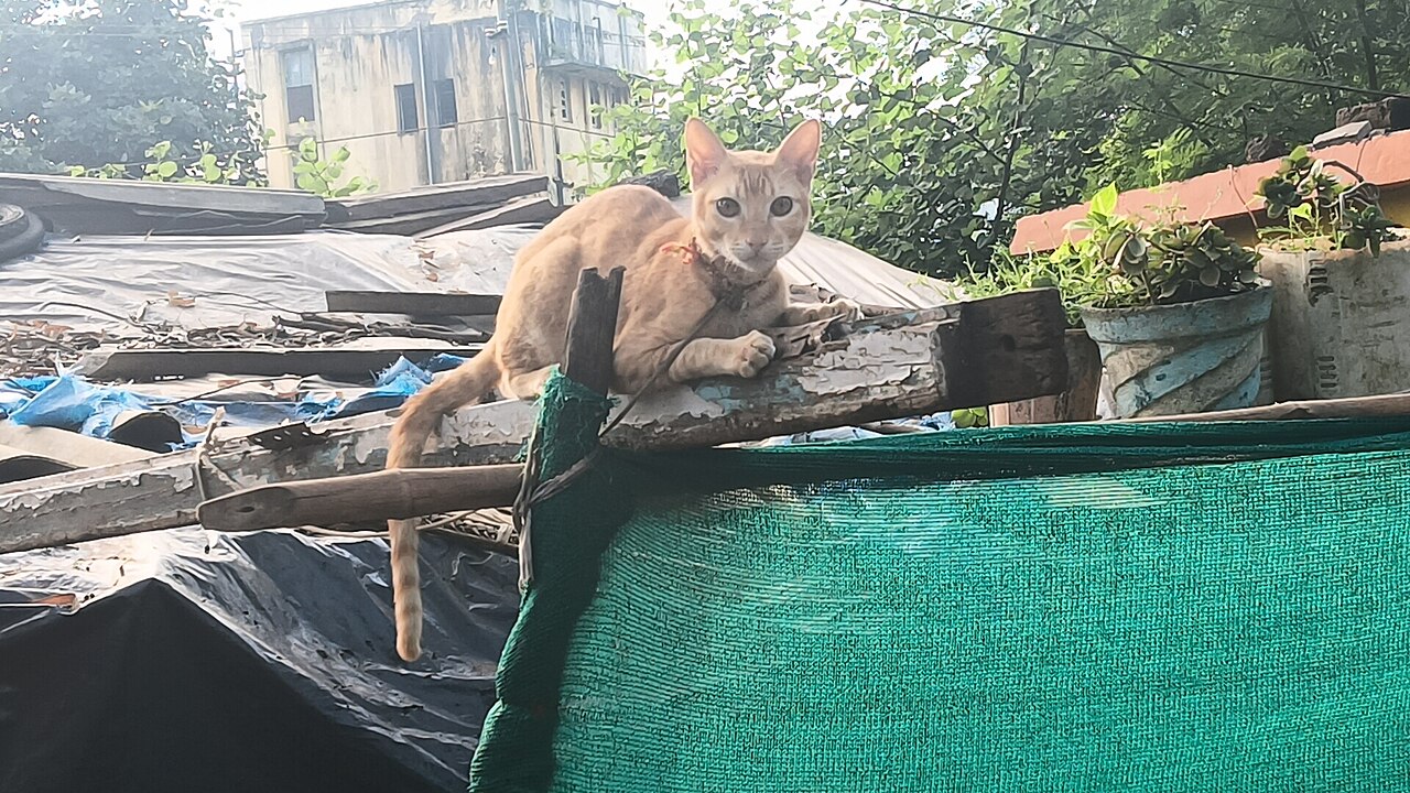 A cat sitting on a sofa wrapped in plastic with a returns tag tied to its tail