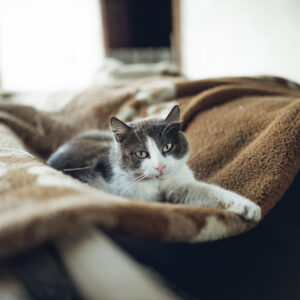 Soft Furnishings