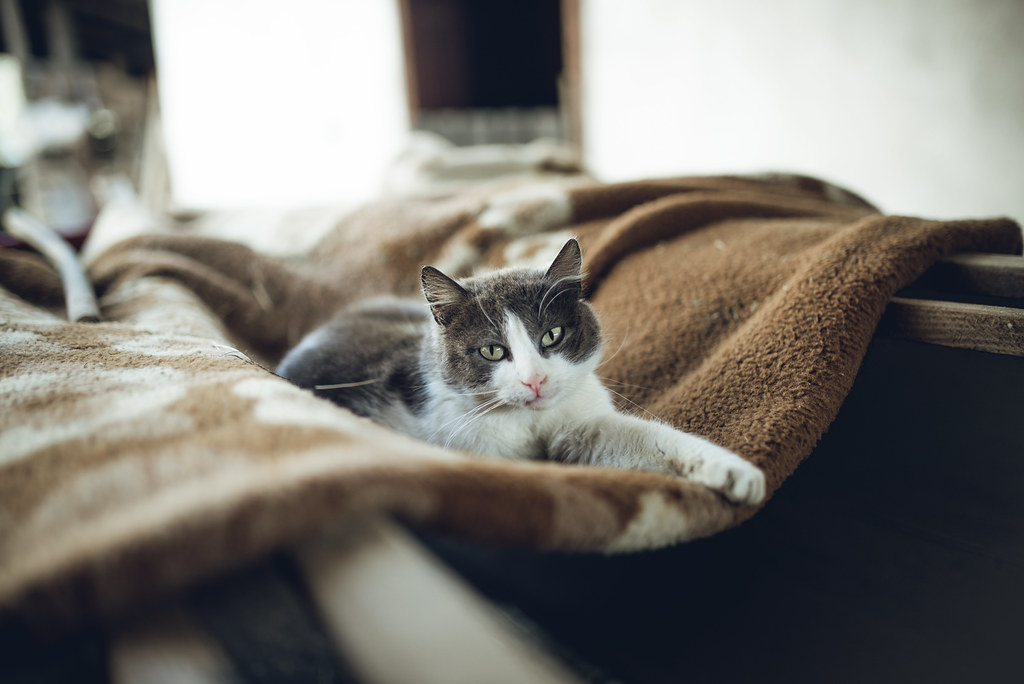 Photo of a cat for Throw Blanket, Fur Collected