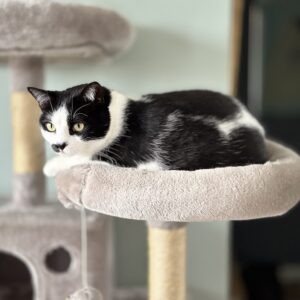 Cat Furniture
