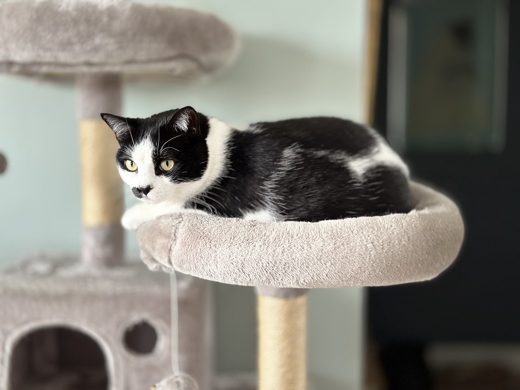 Photo of a cat for Cat Tower, Six Levels of Disdain
