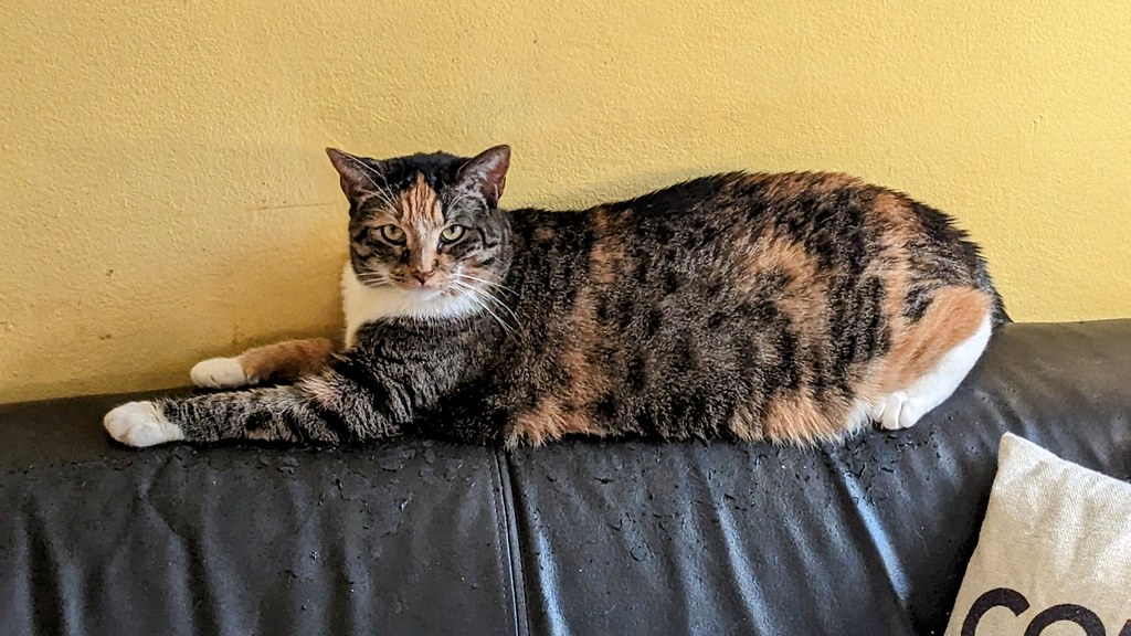Photo of a cat for Three Seater Sofa, Gently Clawed