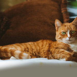 Photo of a cat for Armchair, Pre Scratched