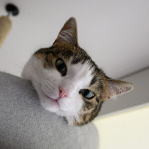 Photo of a cat for Giant Scratching Post, Sisal Edition