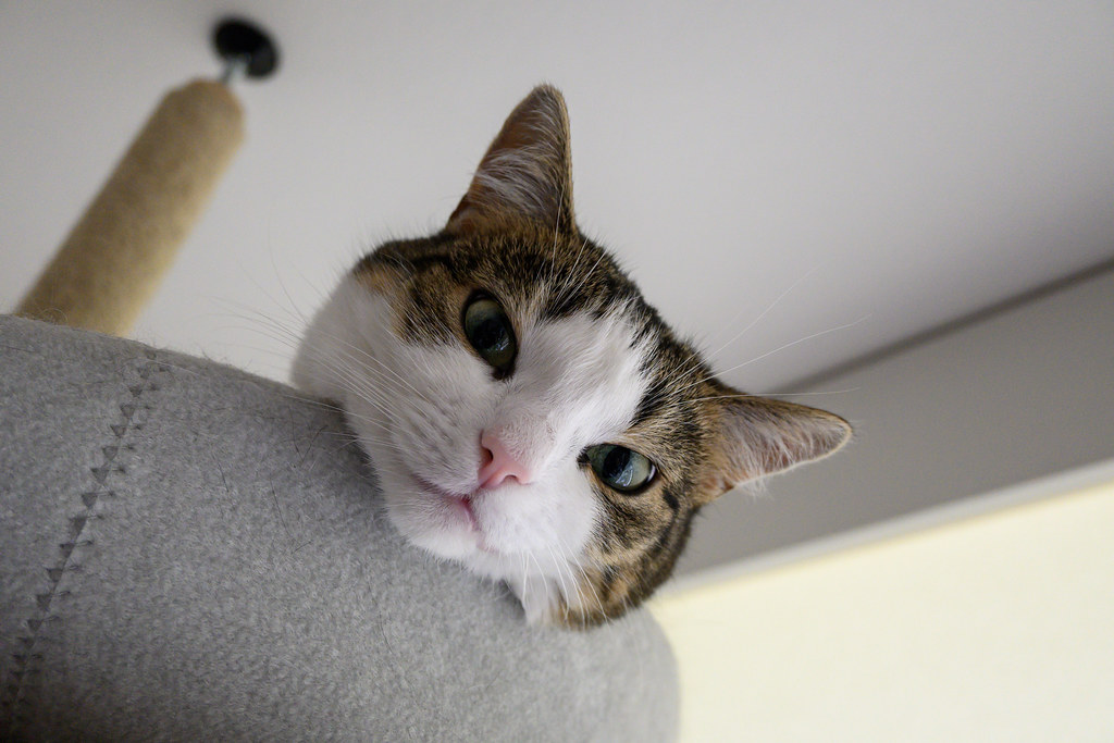 Photo of a cat for Giant Scratching Post, Sisal Edition