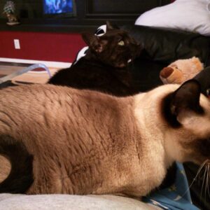Photo of a cat for Anti Claw Sofa Cover