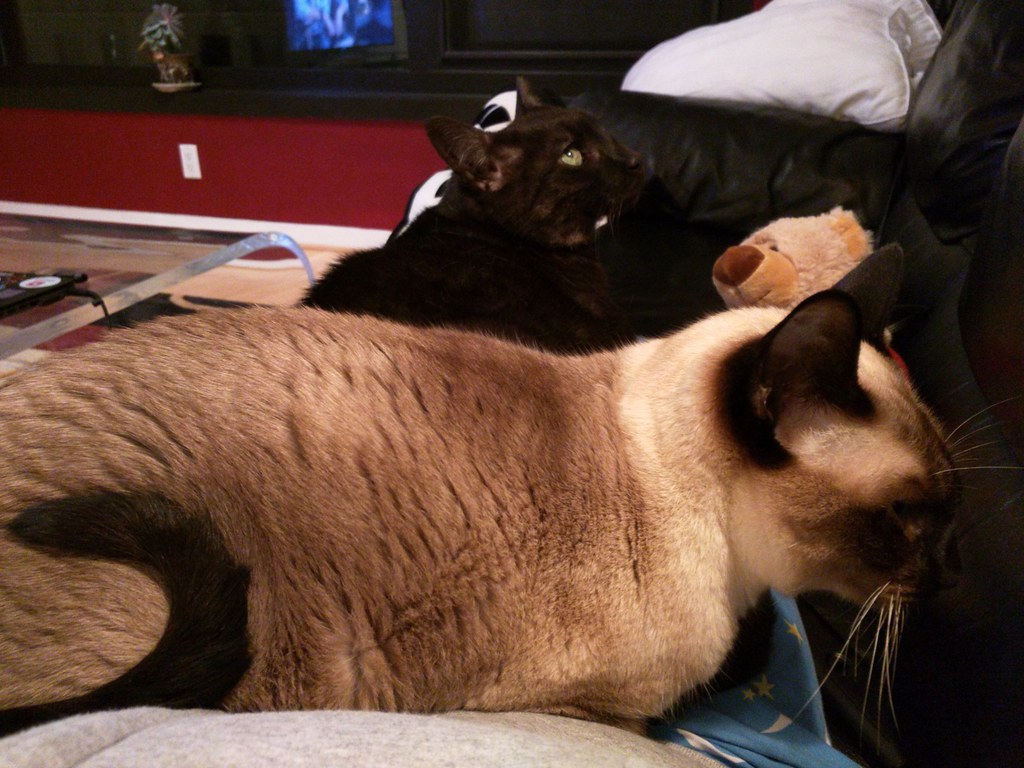 Photo of a cat for Anti Claw Sofa Cover