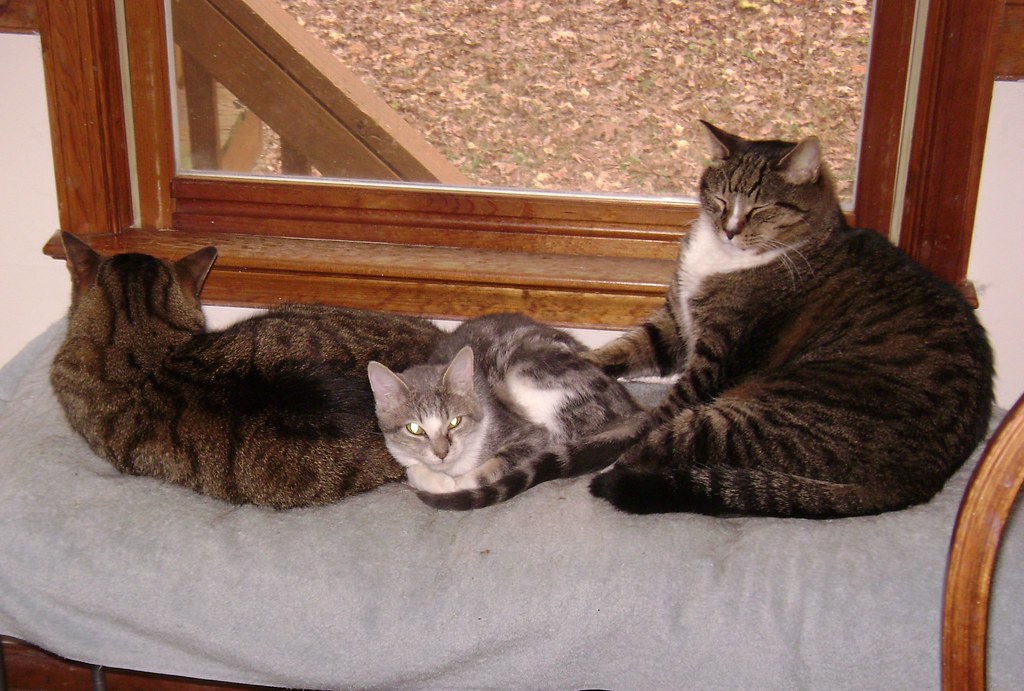 Photo of a cat for Coffee Table, Edge Rounded for Safety