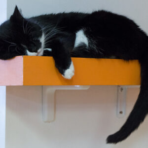 Photo of a cat for Floating Shelf, Pre Knocked Down