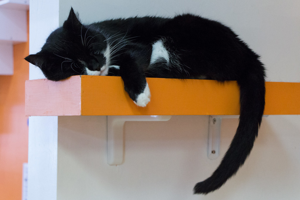 Photo of a cat for Floating Shelf, Pre Knocked Down