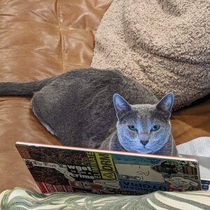 Photo of a cat for Footstool, Instant Throne