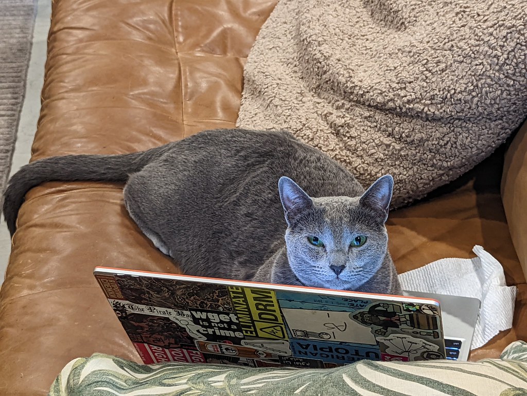 Photo of a cat for Footstool, Instant Throne