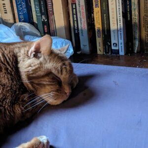 Photo of a cat for Bookcase, Climbable