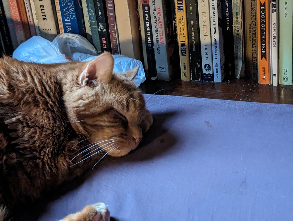 Photo of a cat for Bookcase, Climbable