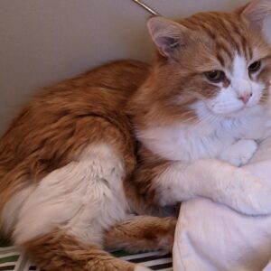 Photo of a cat for Bean Bag, Reserved