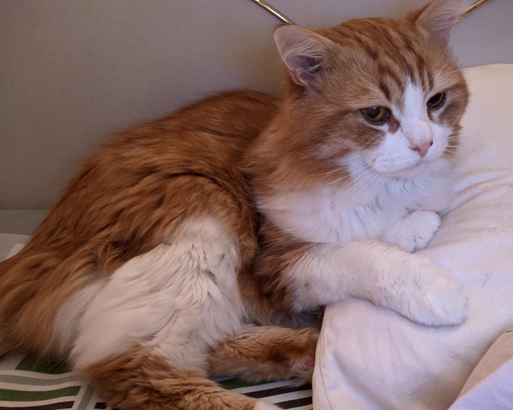 Photo of a cat for Bean Bag, Reserved