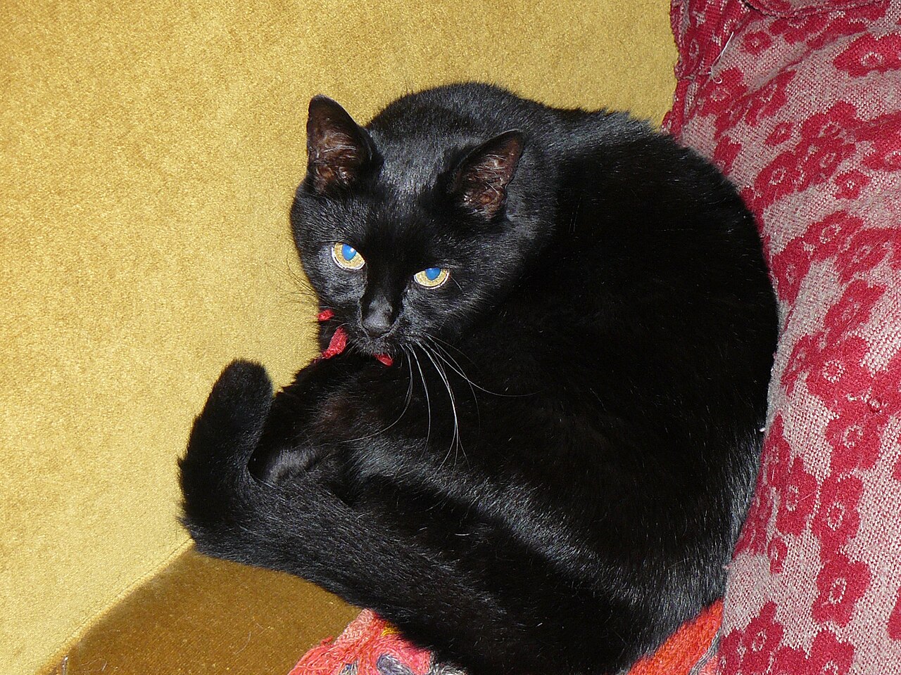 A one armed leather armchair with a ginger cat curled in the seat next to a Winter Sale sign